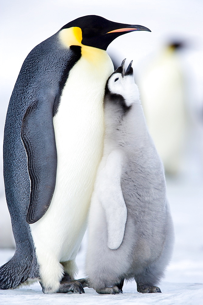 Emperor penguin chick and adult (Aptenodytes forsteri), Snow Hill Island, Weddell Sea, Antarctica, Polar Regions 