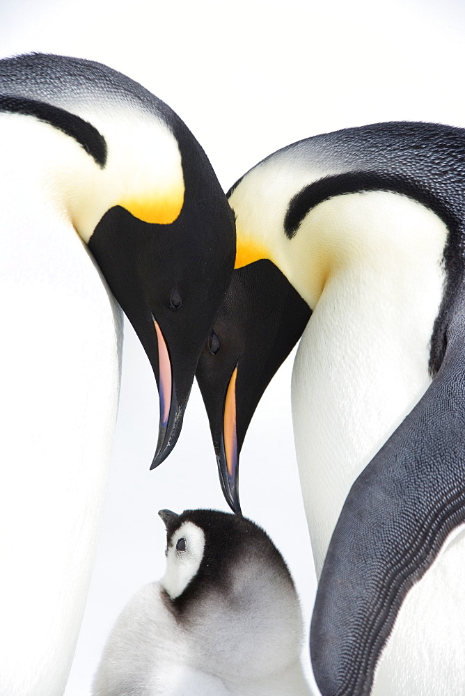 Emperor penguin (Aptenodytes forsteri), chick and adults, Snow Hill Island, Weddell Sea, Antarctica, Polar Regions 