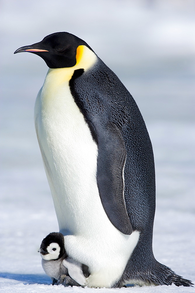 Emperor penguin (Aptenodytes forsteri), chick and adult, Snow Hill Island, Weddell Sea, Antarctica, Polar Regions 