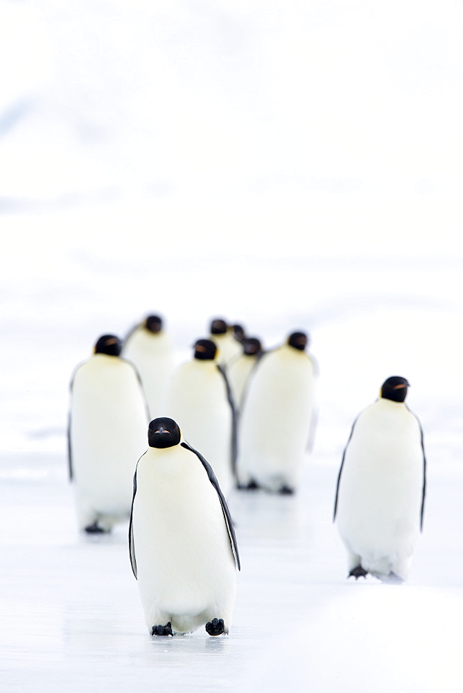 Emperor penguins (Aptenodytes forsteri), Snow Hill Island, Weddell Sea, Antarctica, Polar Regions