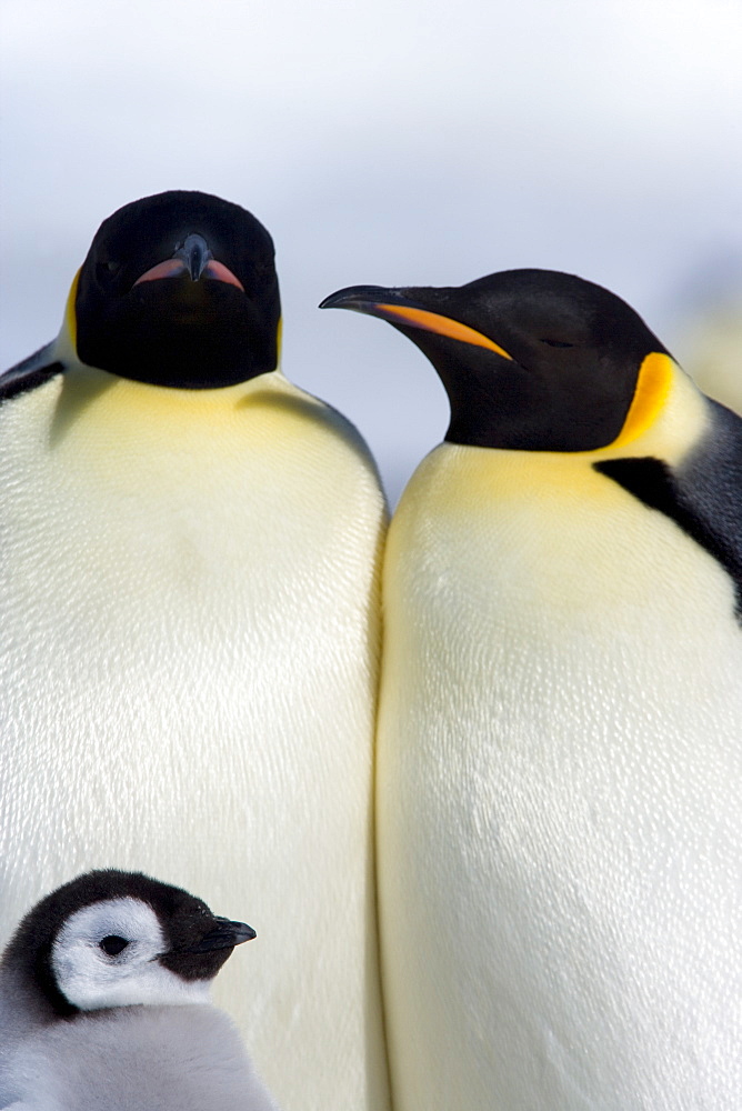 Emperor penguins (Aptenodytes forsteri), Snow Hill Island, Weddell Sea, Antarctica, Polar Regions