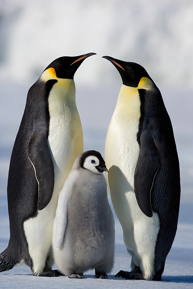 Emperor penguins (Aptenodytes forsteri) and chick, Snow Hill Island, Weddell Sea, Antarctica, Polar Regions