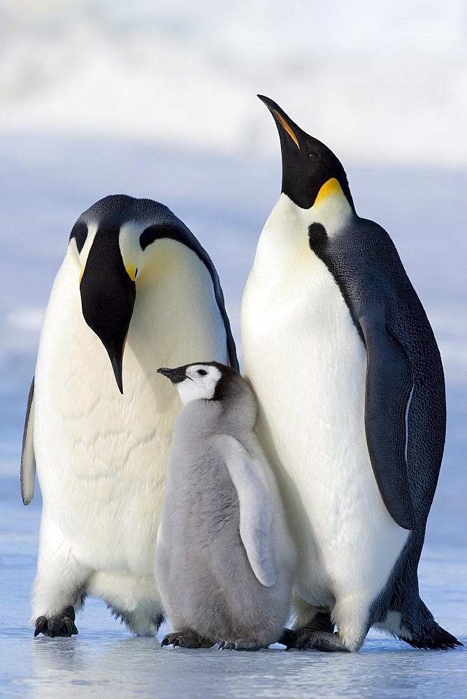 Emperor penguins (Aptenodytes forsteri) and chick, Snow Hill Island, Weddell Sea, Antarctica, Polar Regions