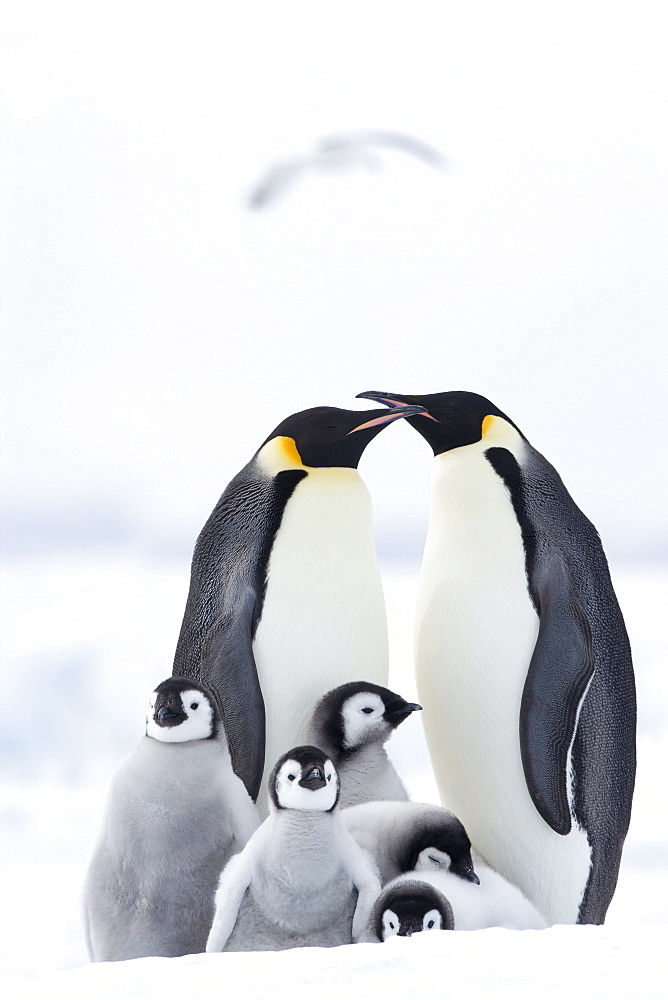 Emperor penguins (Aptenodytes forsteri) and chicks, Snow Hill Island, Weddell Sea, Antarctica, Polar Regions