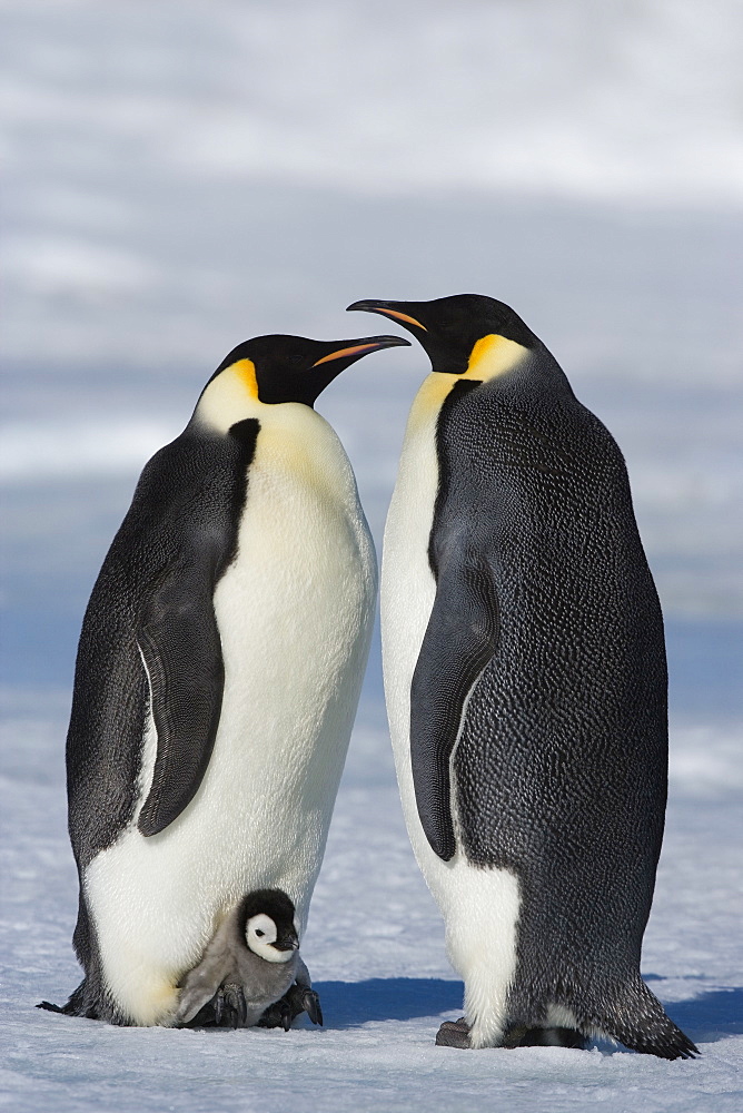 Emperor penguins (Aptenodytes forsteri) and chick, Snow Hill Island, Weddell Sea, Antarctica, Polar Regions