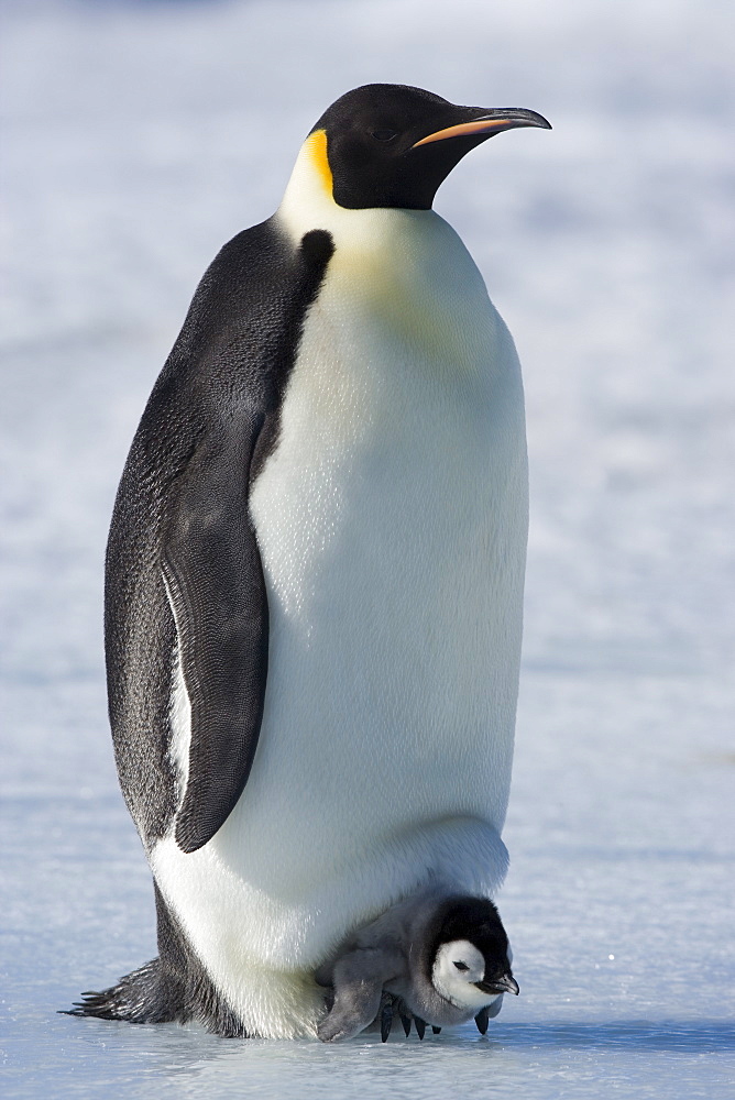 Emperor penguin (Aptenodytes forsteri) and chick, Snow Hill Island, Weddell Sea, Antarctica, Polar Regions