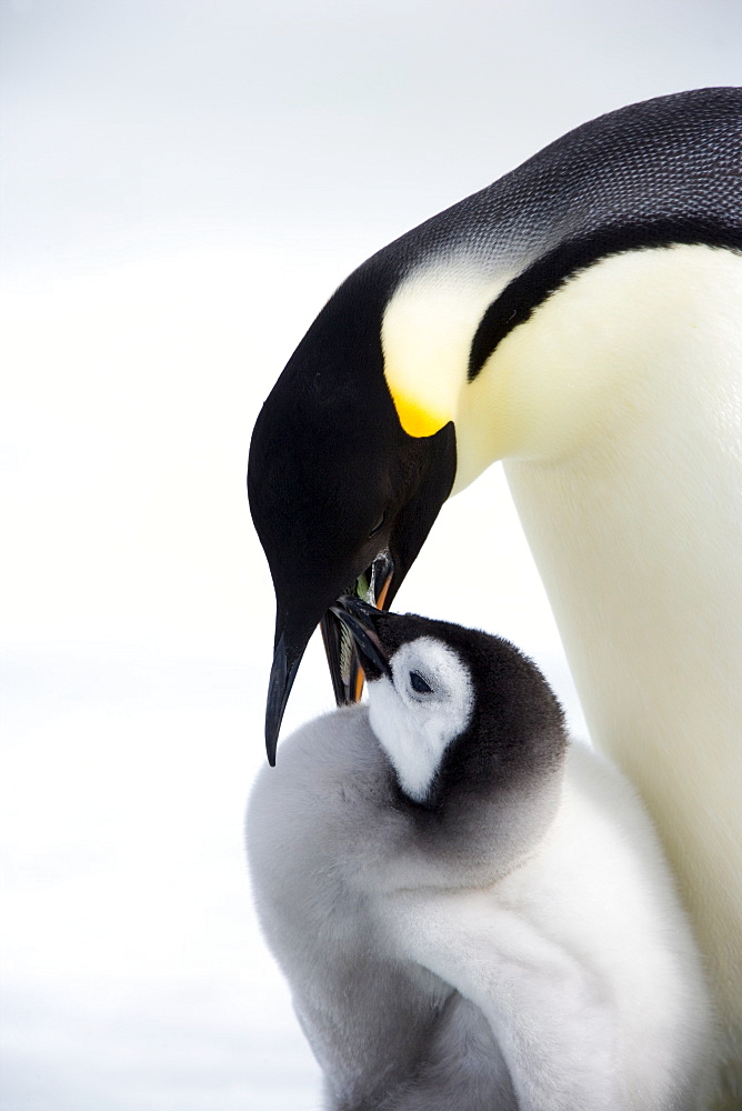 Emperor penguin (Aptenodytes forsteri) and chick, Snow Hill Island, Weddell Sea, Antarctica, Polar Regions