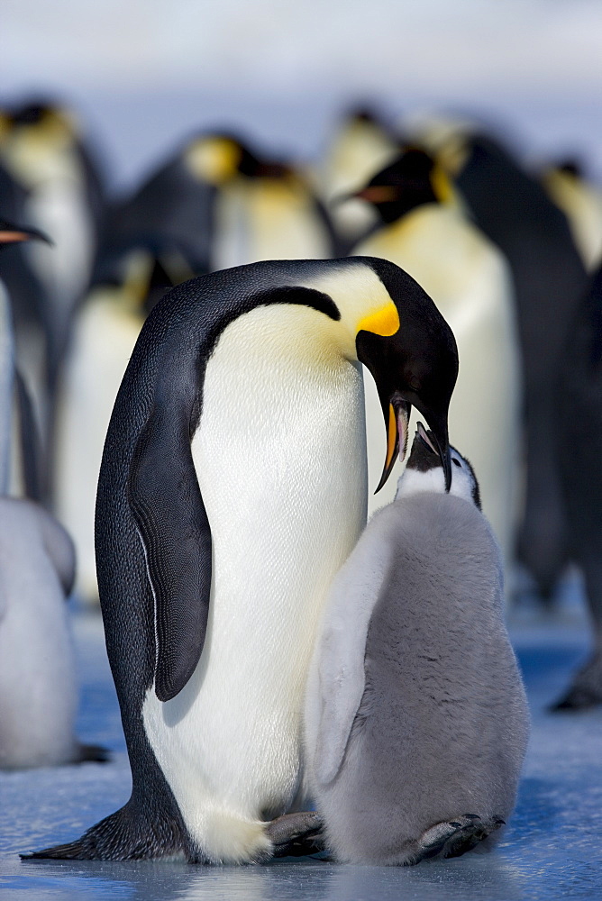 Emperor penguin (Aptenodytes forsteri) and chick, Snow Hill Island, Weddell Sea, Antarctica, Polar Regions