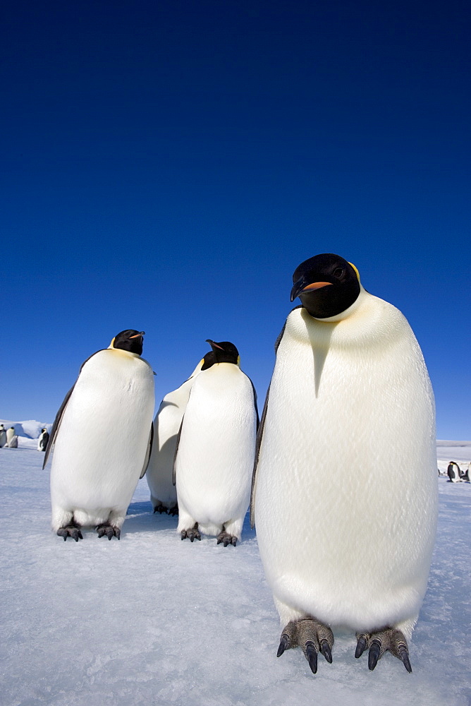 Emperor penguins (Aptenodytes forsteri), Snow Hill Island, Weddell Sea, Antarctica, Polar Regions