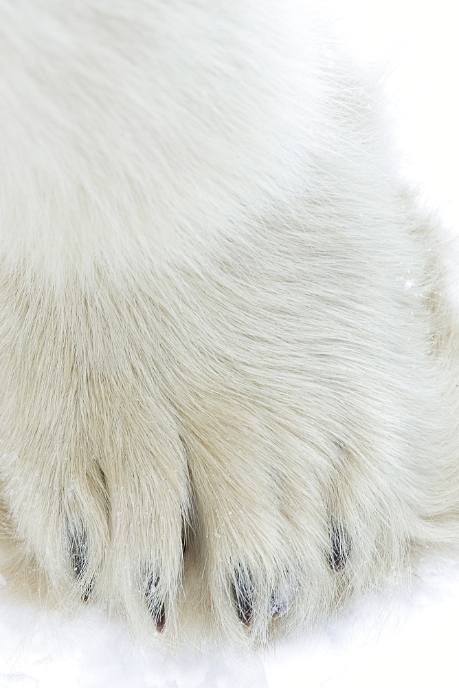 Polar bear (Ursus maritimus), Churchill, Hudson Bay, Manitoba, Canada, North America