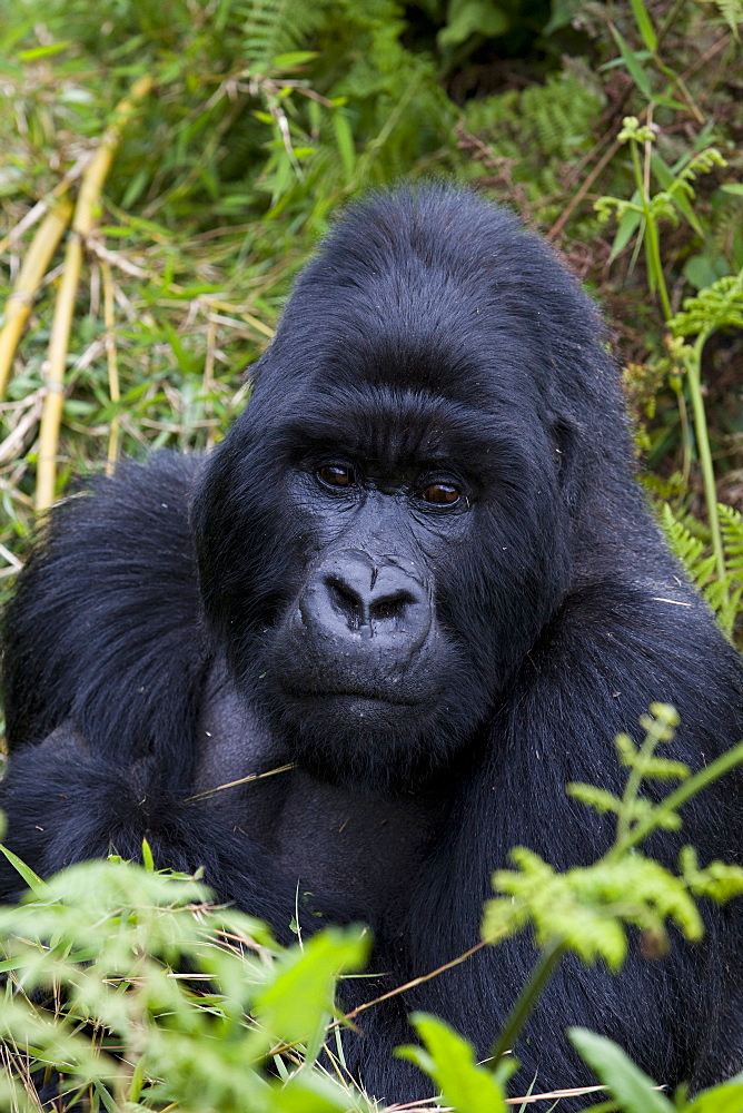 Mountain Gorilla (Gorilla gorilla beringei) silverback, Kongo, Rwanda, Africa