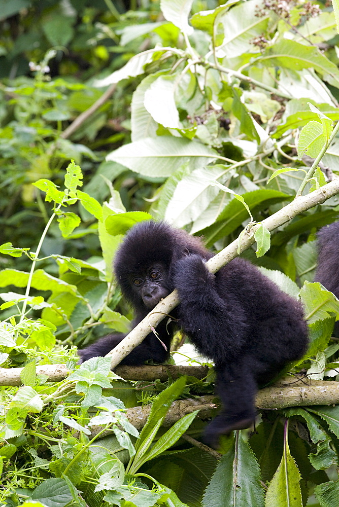 Young mountain gorilla (Gorilla gorilla beringei), Rwanda (Congo border), Africa