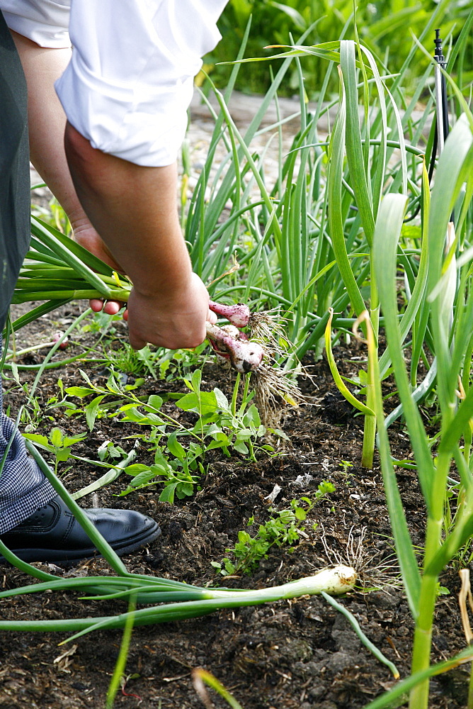 Cook picking fresh onions and spring onions from a garden Jutland, Denmark, Scandinavia, Europe