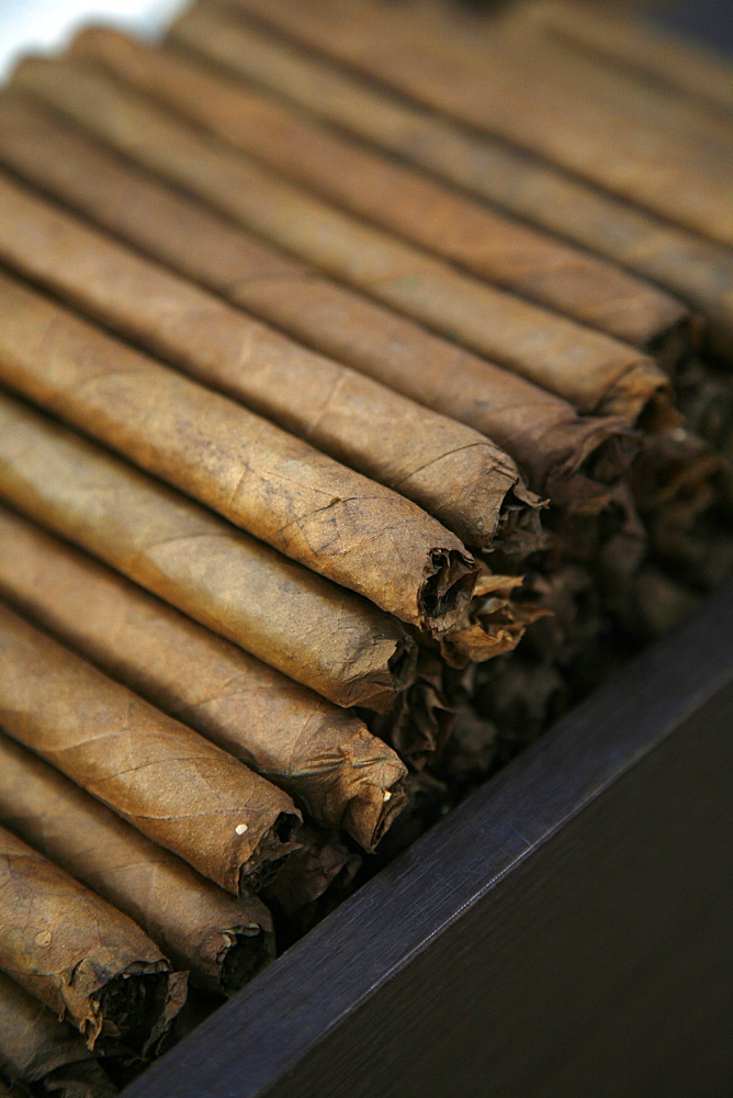 Cigars at the Dannemann factory in Sao Felix, Bahia, Brazil, South America 