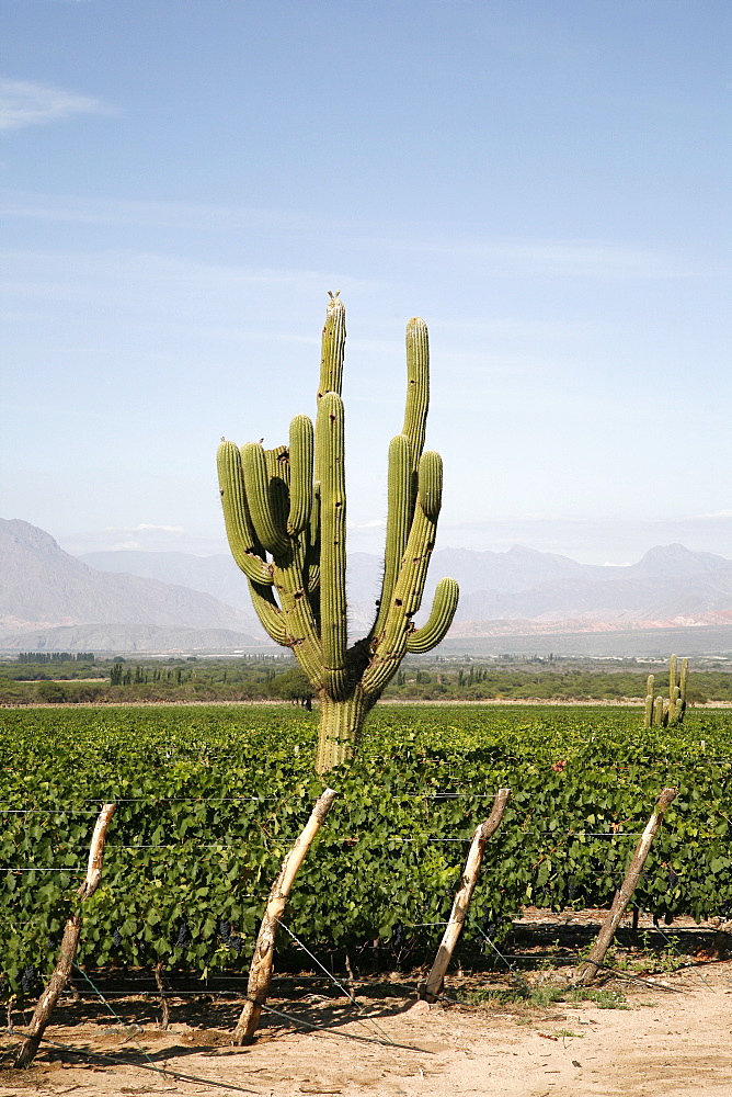 Vineyards in Cafayate, Valles Calchaquies, Salta Province, Argentina, South America 