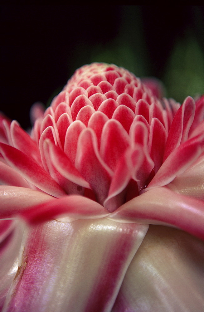 Torch ginger flower at the Balata Botanical Gardens, near Fort de France, Martinique, Lesser Antilles, West Indies, Caribbean, Central America