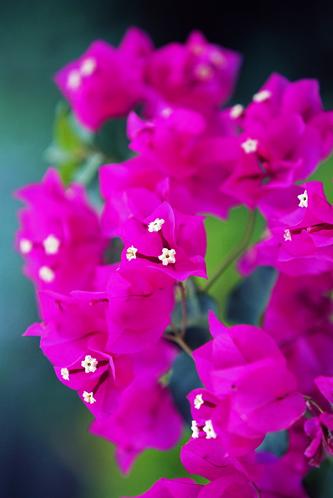 Bougainvillea blooming, island of Martinique, Lesser Antilles, French West Indies, Caribbean, Central America