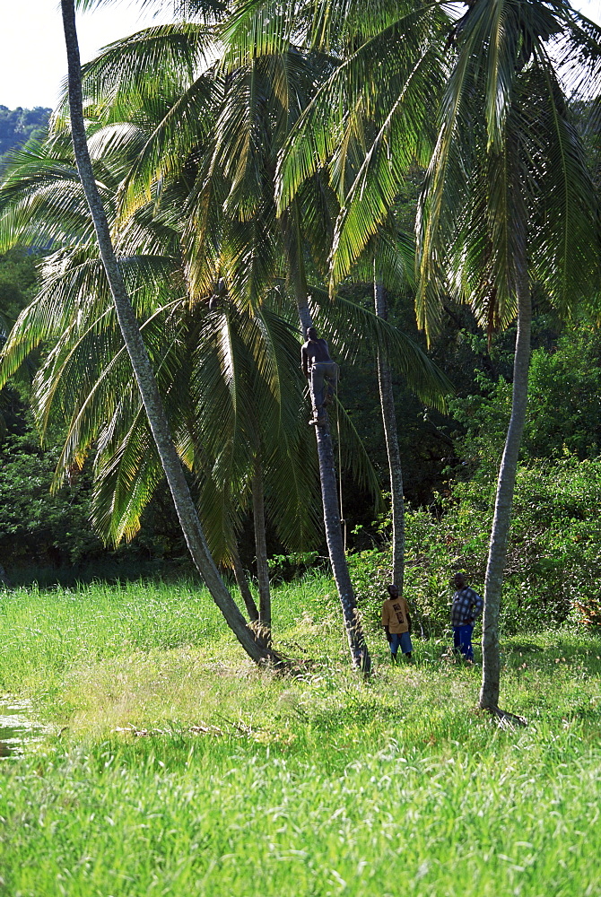 Man climbing a coconut tree, Tobago, West Indies, Caribbean, Central America