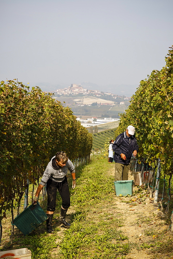 People harvesting grapes in a vineyard near Grinzane Cavour castle, Langhe, Cuneo district, Piedmont, Italy, Europe