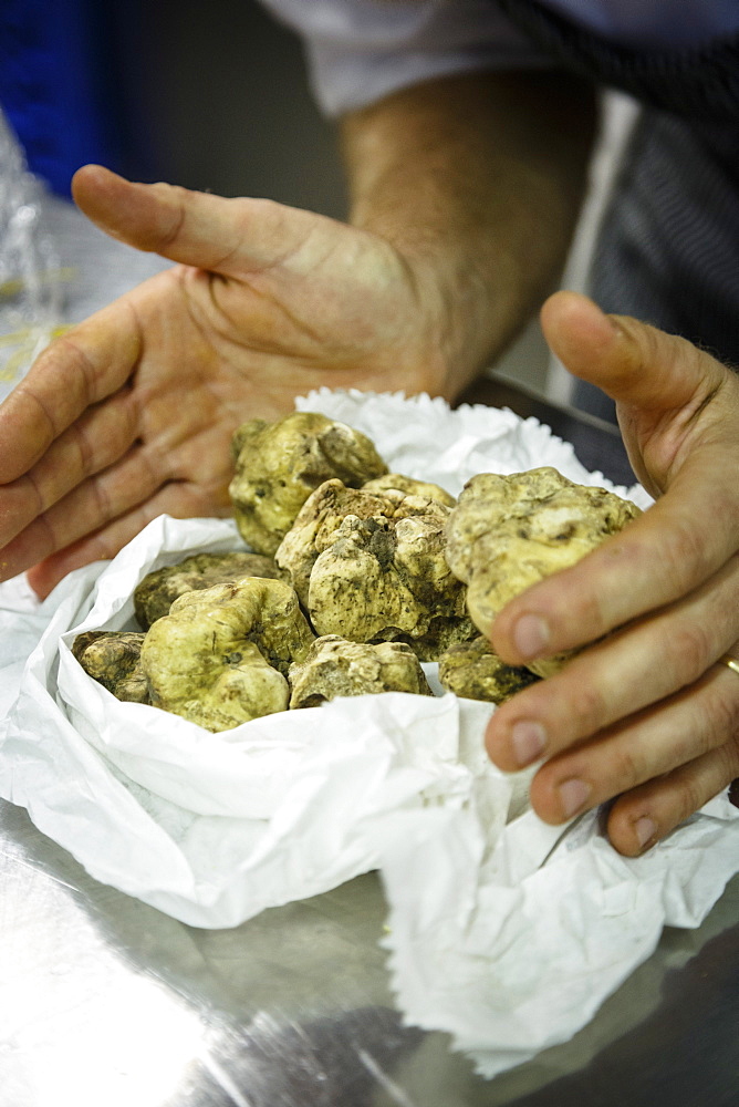 White truffles at Osteria dell'Arco restaurant, part of the slow food movement, Alba, Piedmont, Italy, Europe