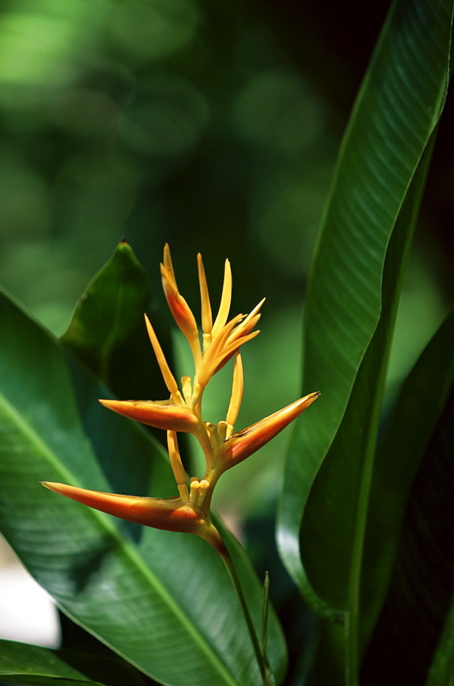 Heliconia flower, St. Lucia, Windward Islands, West Indies, Caribbean, Central America