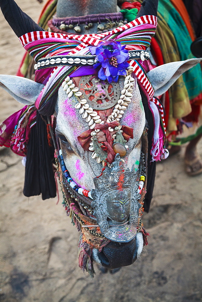 Decorated cow, Goa, India, Asia