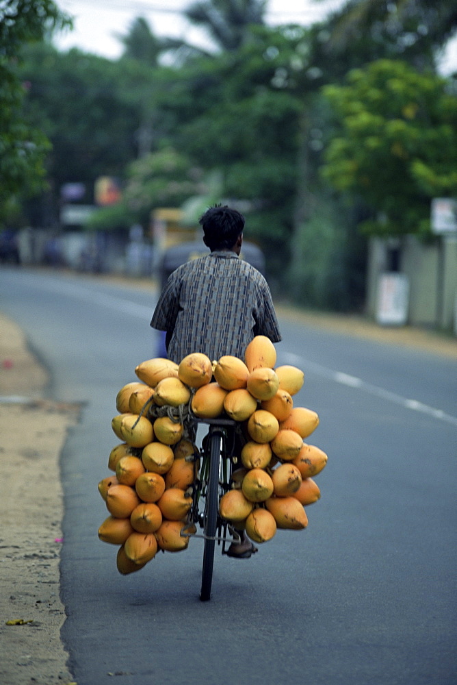 Man carrying coconuts on the back of his bicycle, Sri Lanka, Asia