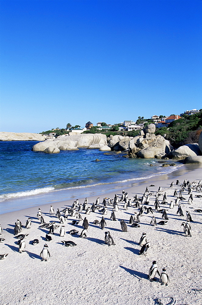 African penguins at Boulder beach in Simon's town, near Cape Town, South Africa, Africa