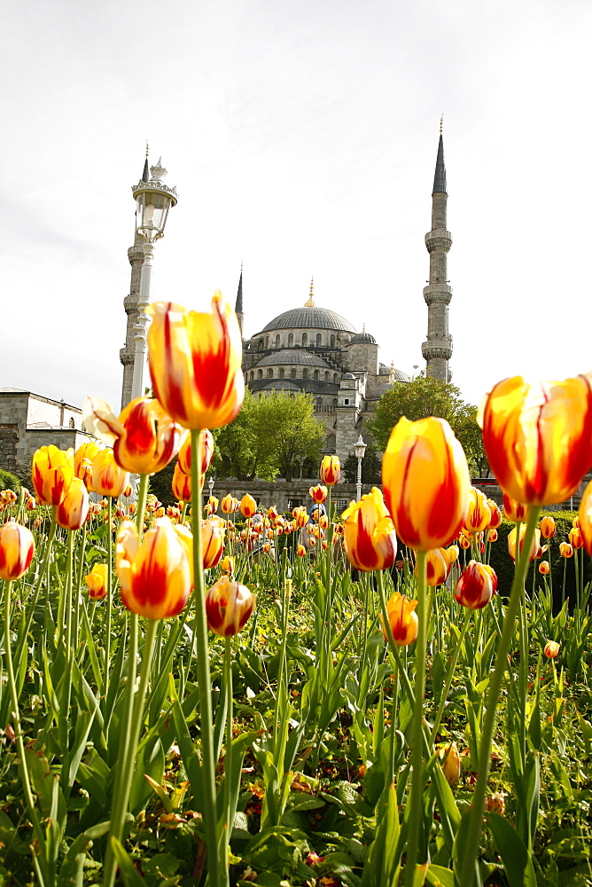 The Blue Mosque (Sultan Ahmet Camii), Istanbul, Turkey, Europe