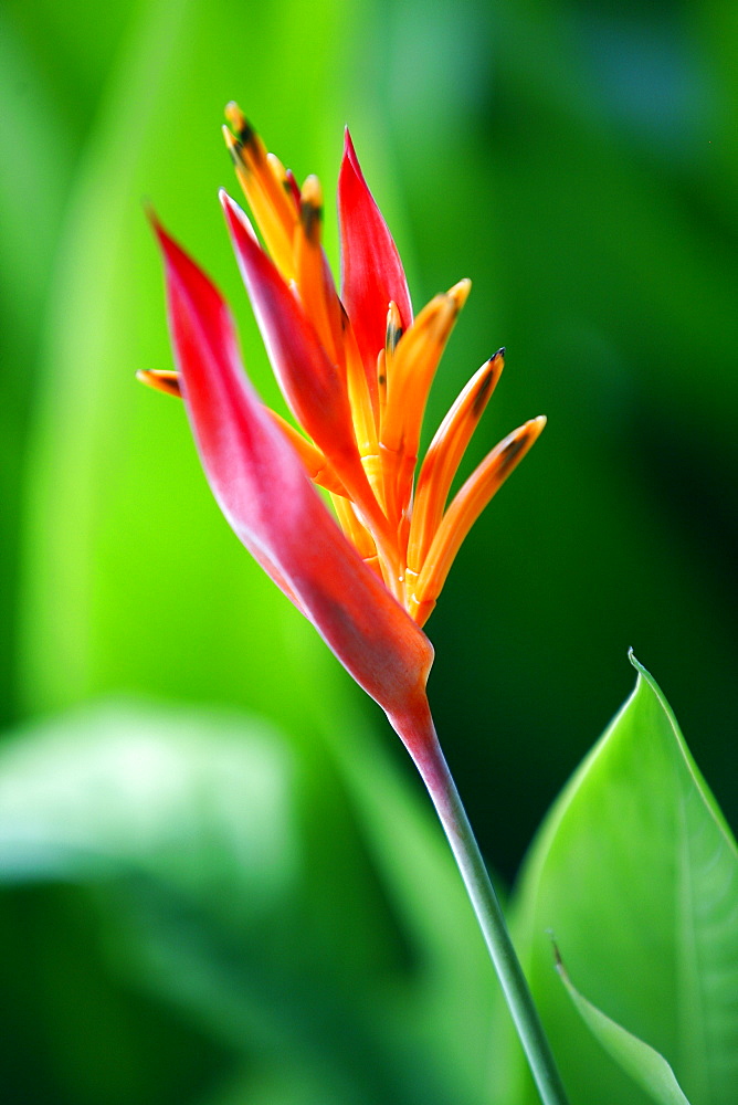 Close up of heliconia flower, Costa Rica, Central America