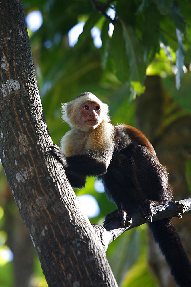 White faced Capuchin monkey, Montezuma, Nicoya Peninsula, Costa Rica, Central America