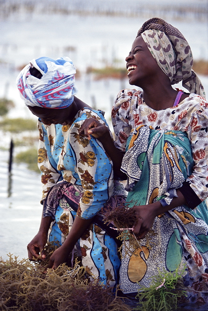 Two smiling Zanzibari women working in seaweed cultivation, Zanzibar, Tanzania, East Africa, Africa