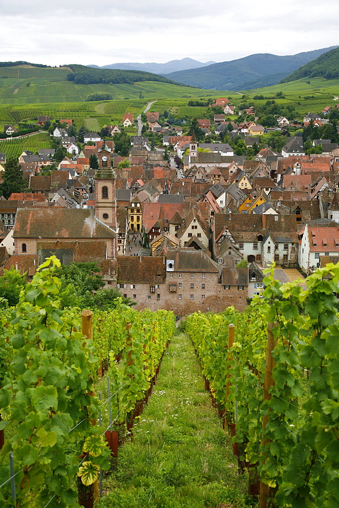 View over the village of Riquewihr and vineyards in the Wine Route area, Alsace, France, Europe