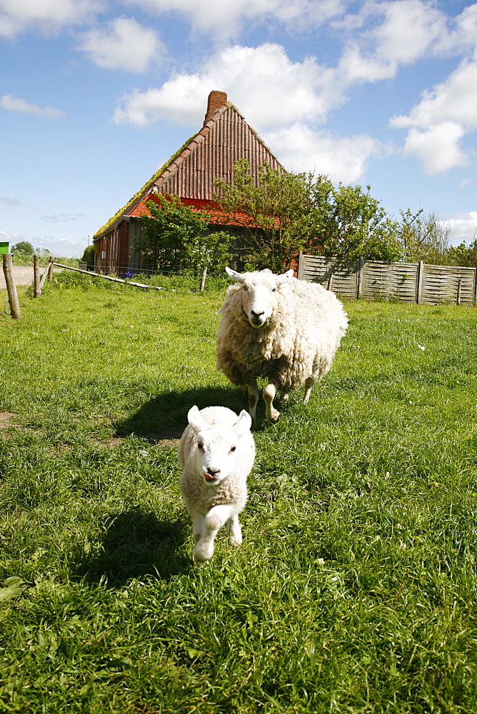 Marsk lambs at a farm in Dalen, Jutland, Denmark, Scandinavia, Europe