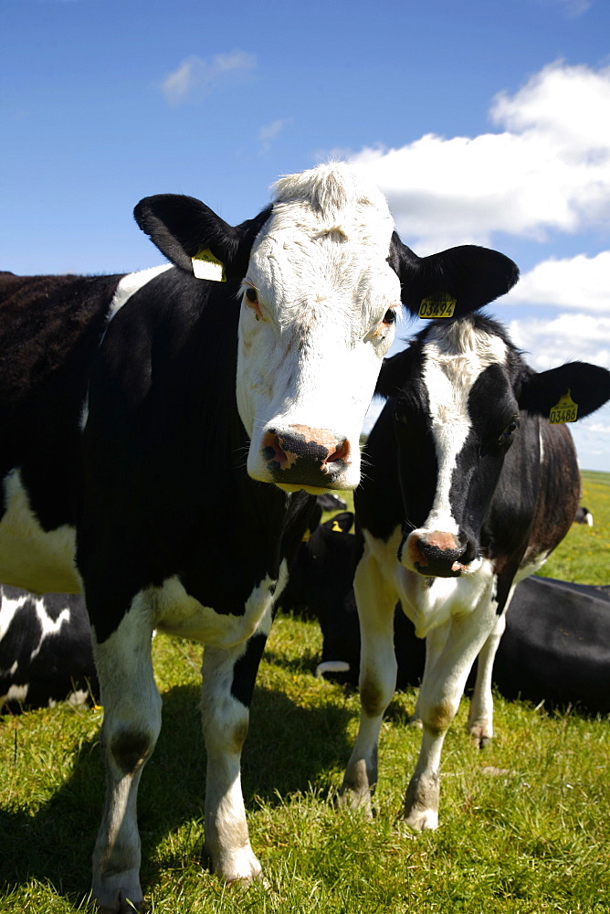 Cows in a field, South Jutland, Denmark, Scandinavia, Europe