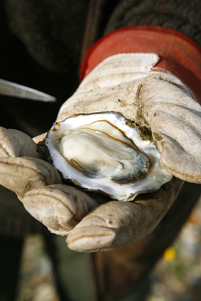 Man holding an open oyster, Jutland, Denmark, Scandinavia, Europe