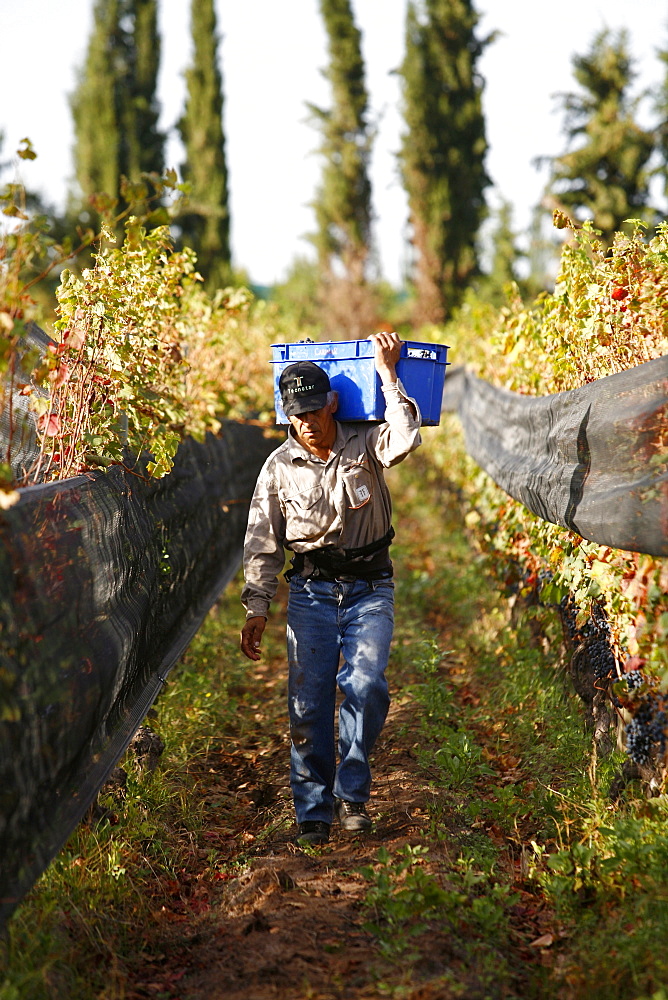 Man working at the vineyard during the harvest time, Mendoza, Argentina, South America