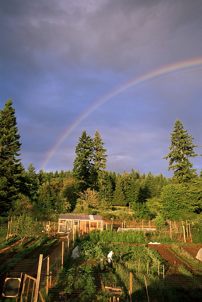 Farmer tending organic vegetable garden, Vashon Island, Puget Sound, Washington State, United States of America (U.S.A.), North America