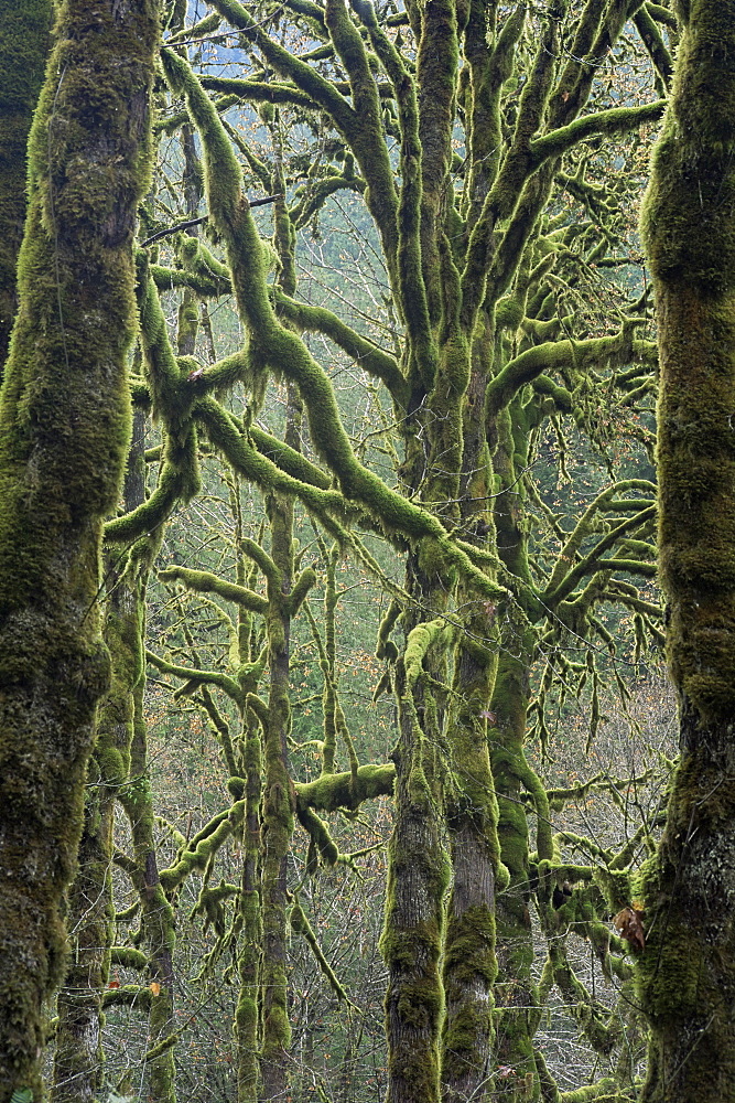 Moss covered maple trees, Dosewallips campground, Olympic National Park, UNESCO World Heritage Site, Washington State, United States of America (U.S.A.), North America