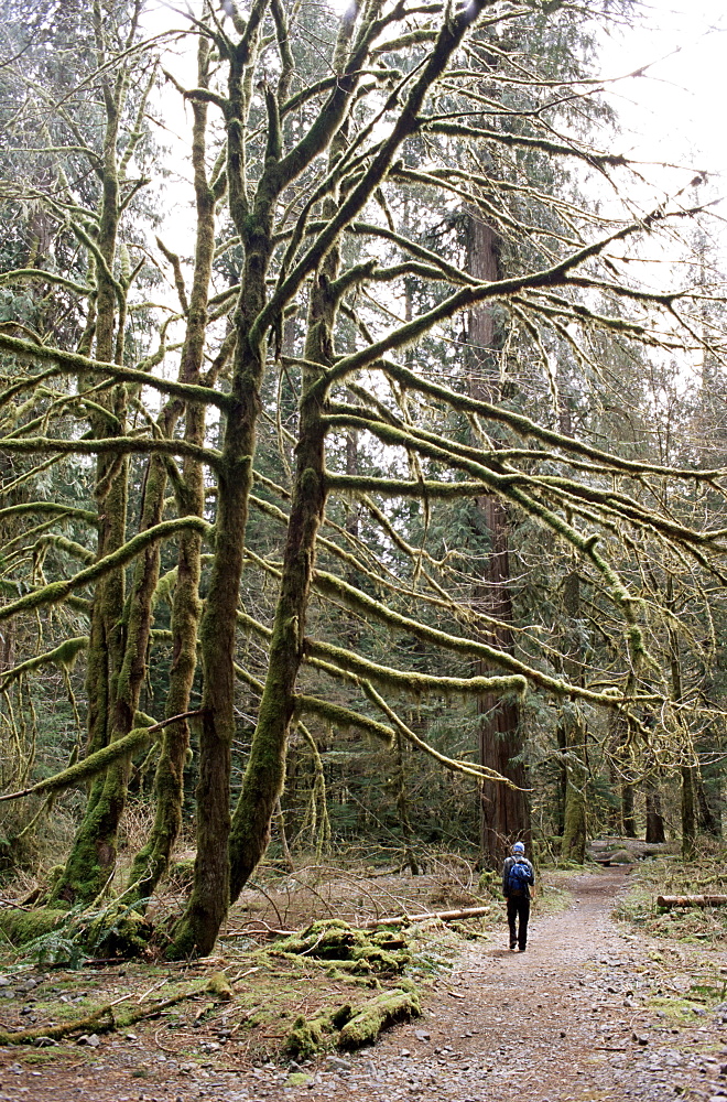 Mossy tree and hiker, Olympic National Park, UNESCO  World Heritage Site, Washington State, United States of America (U.S.A.), North America