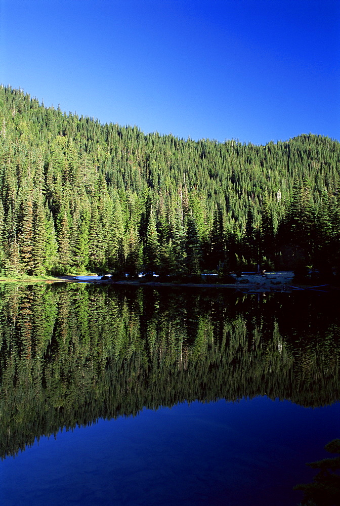 Reflection of alpine evergreens, Boulder Lake, Olympic National Park, UNESCO World Heritage Site, Washington State, United States of America (U.S.A.), North America