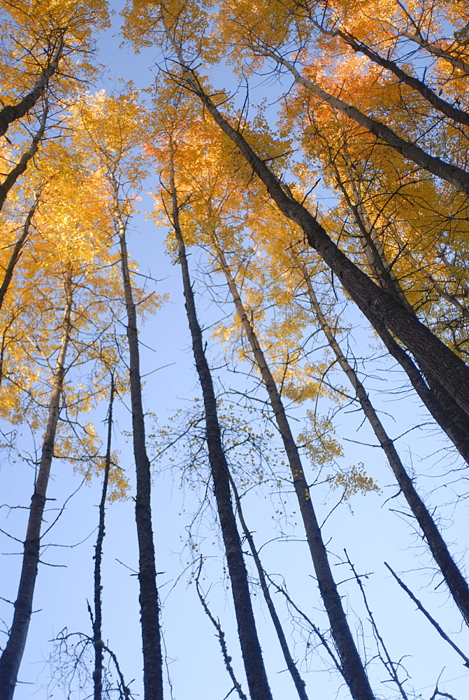 Aspen trees (Populous tremuloides) in late day light, Vashon Island, Washington state, United States of America, North America