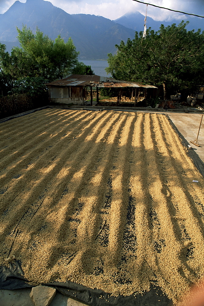 Coffee beans drying in the sun, San Pedro, Atitlan Lake, Guatemala, Central America