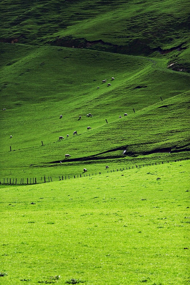 Sheep in pasture, Hawkes Bay region, North Island, New Zealand, Pacific