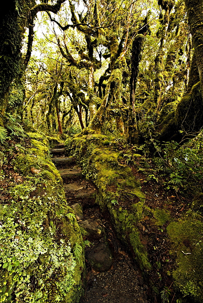 Native bush at Dawson Falls, where woodland is known as the Goblin forest due to trailing moss and gnarled trees, Egmont National Park, Taranaki, North Island, New Zealand, Pacific