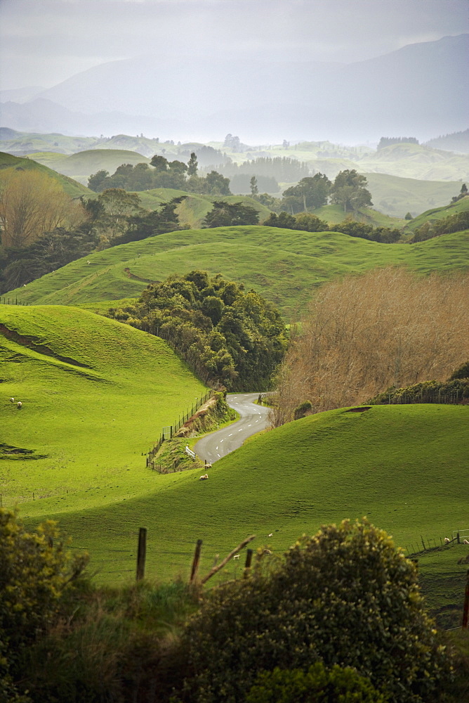 Rangiwahia Road, winding through sheep pasture in rural Manawatu, North Island, New Zealand, Pacific