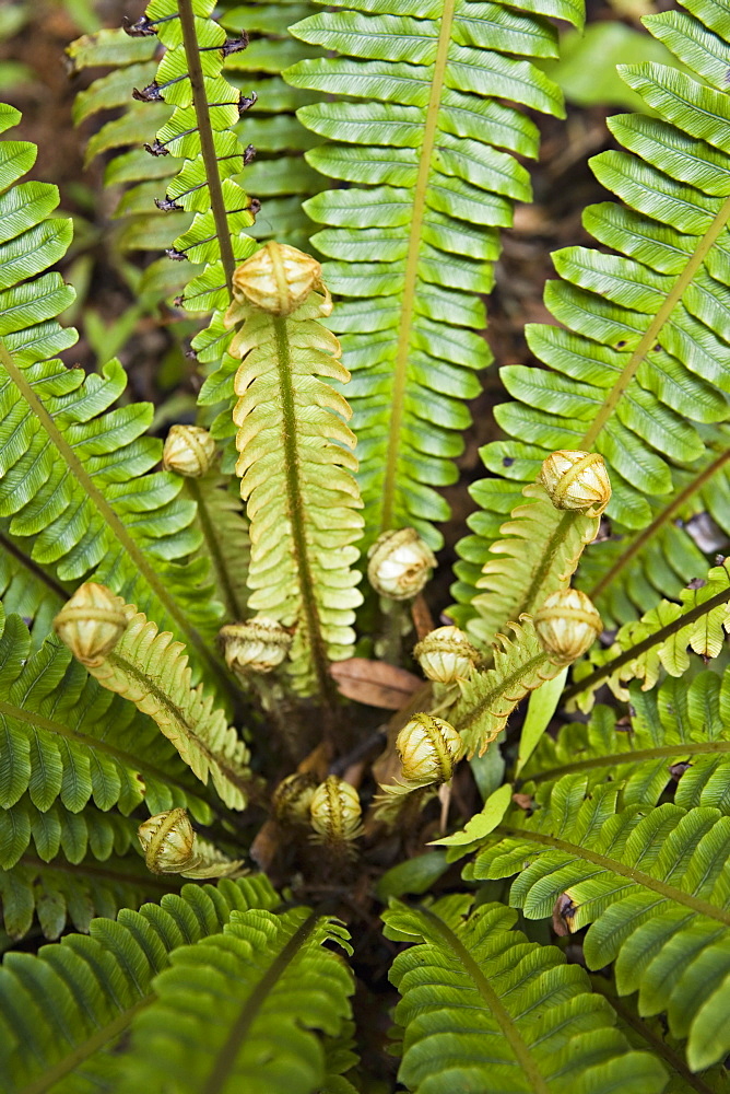 Young frond of fern unfurling, Mount Bruce National Wildlife Centre, Wairarapa, North Island, New Zealand, Pacific