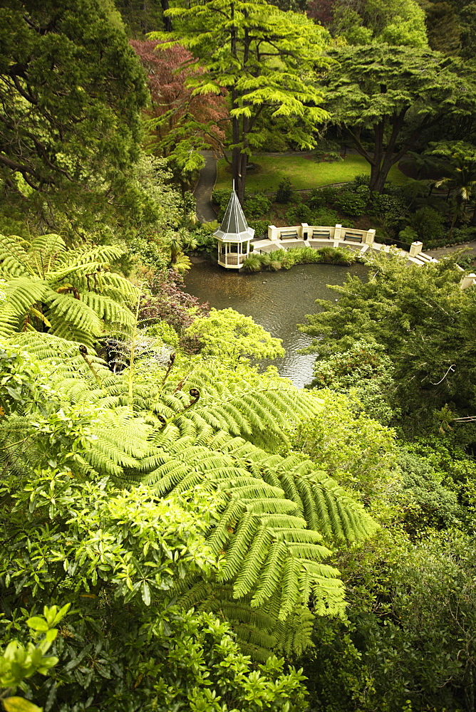 Tree ferns and Duck Pond, Wellington Botanic Garden, Wellington, North Island, New Zealand, Pacific