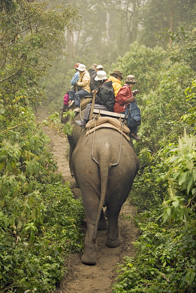 Japanese tourists on dawn elephant safari, at the Island Jungle Resort hotel, Royal Chitwan National Park, Terai, Nepal, Asia