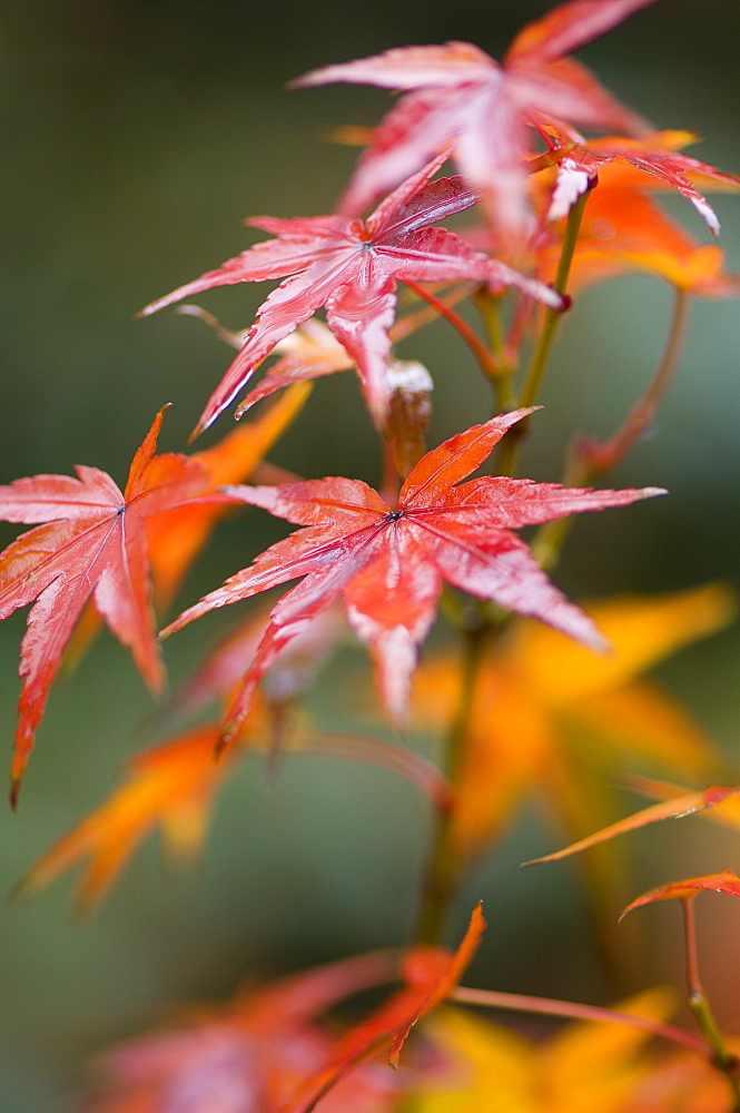 Maple leaves, Kyoto, Kansai (Western Province), Honshu, Japan, Asia